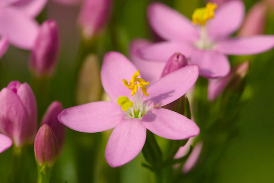 Common Centaury, Approx. 100 Seeds Centaurium Erythraea