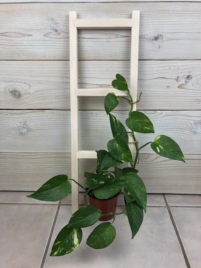 Small Wood Trellis For Indoor Plants, Ladder Climbing Custom Plant Lover Gift, 22 Inches