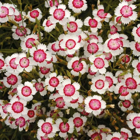 Dotted Carnation Seeds Red/White 100