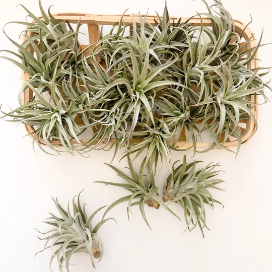 Large Air Plant/Air Plants/Plants/Houseplants/Home Garden/Greenery/Terrarium Garden/Terrarium Plants