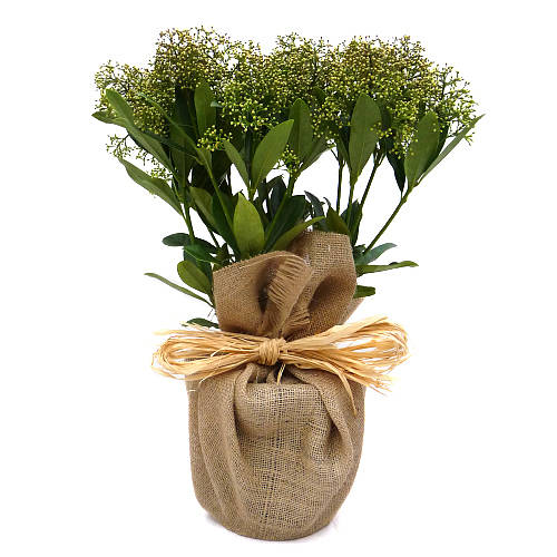 Christmas Garden Plants Fragrant Skimmia Plant Gift