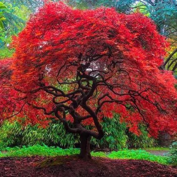 Japanese Amur Maple Tree | Acer Tataricum Ginnala Seeds