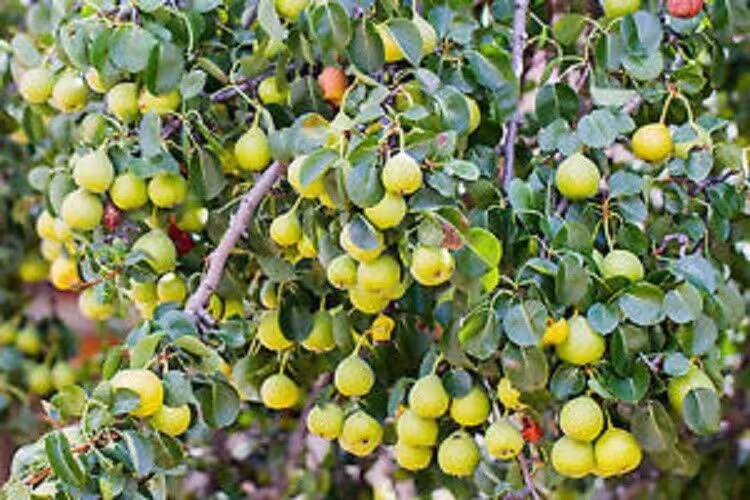 10 X Wild Pear Seeds | Pyrus Communis