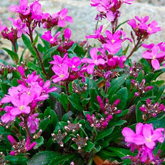 Alpine Rock-Cress Pink Seeds Perennial Flowering Non Gmo For Planting | 202114