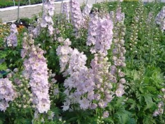 45 Delphinium Cherry Blossom Seeds Perennial Samen Somen Zaad Zaden Semi Sementi Semillas Semenetes Siemenet Graines Nasiona