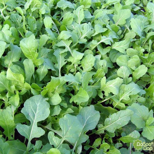 Herb Seeds Eruca Sativa