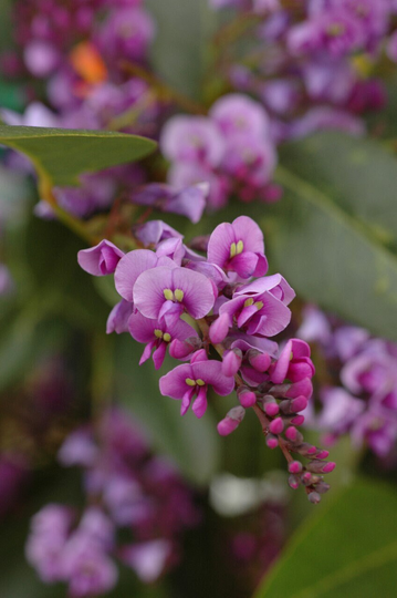Wild Wisteria Hardenbergia Violacea