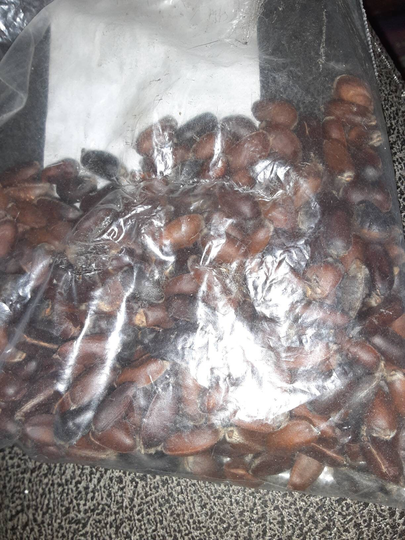 Chinese Sweetshrub Seeds