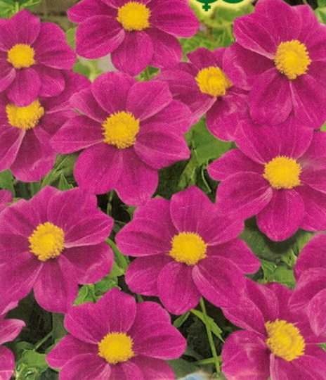 Rare Original Flower Seeds Dahlia Large-Flowered "Purple Tape