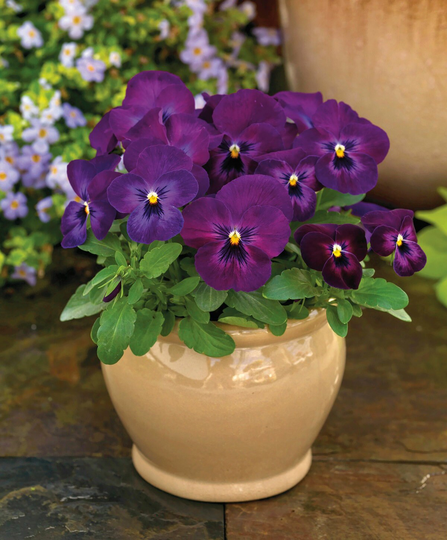 Viola Seeds Colormax Purple Glow 50 Thru 500 Annual