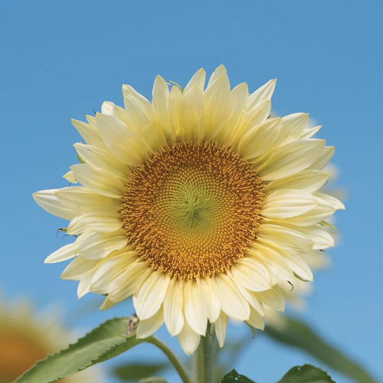 Sunflower Procuts White Seed 25