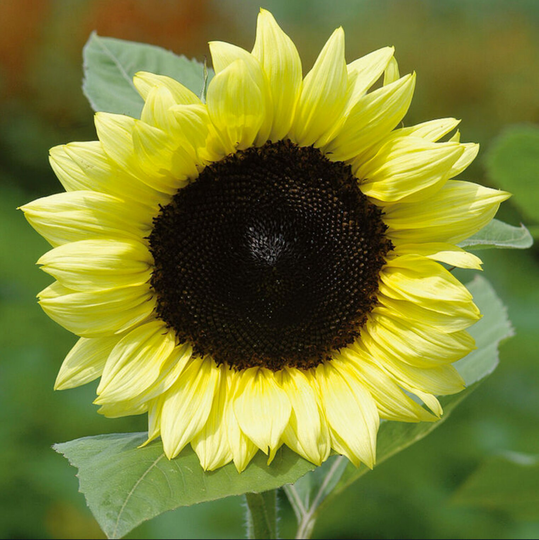 Lemon Queen Sunflower Seeds, 50 Seeds // Non Gmo, Helianthus Annuus