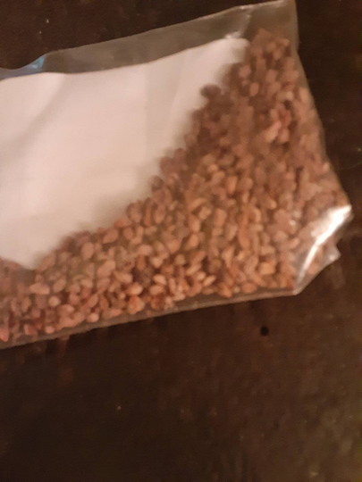 Common Juniper Tree Seeds