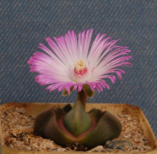 Didymaotus Lapidiformis -Pink Flower - 20 Seeds