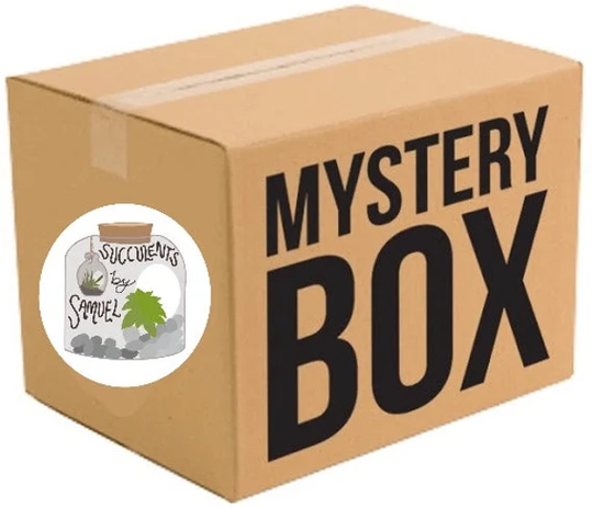 Mystery Box - Includes Ceramic Pot & Succulent Or Cactus