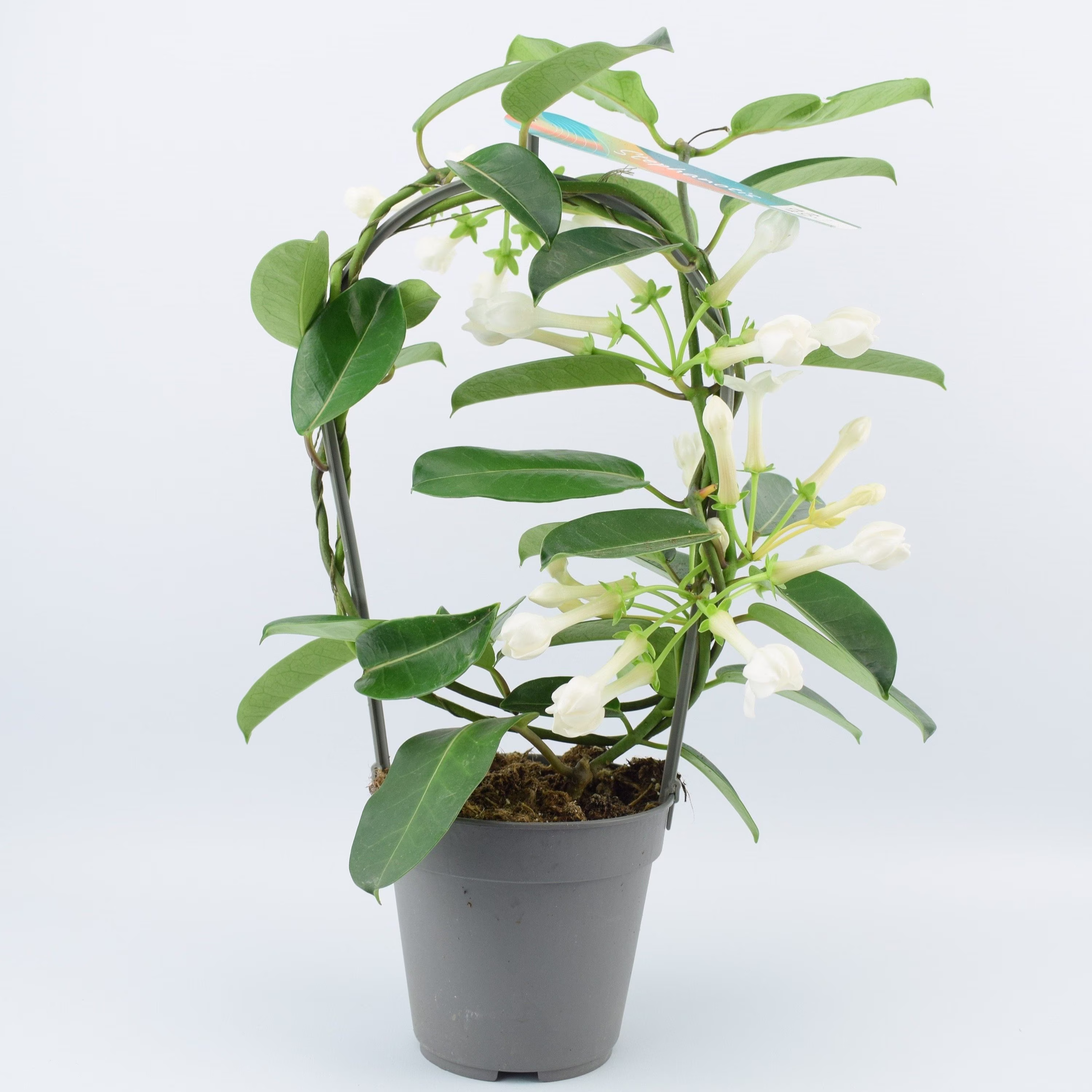 stephanotis Floribunda Jasmine Hoop