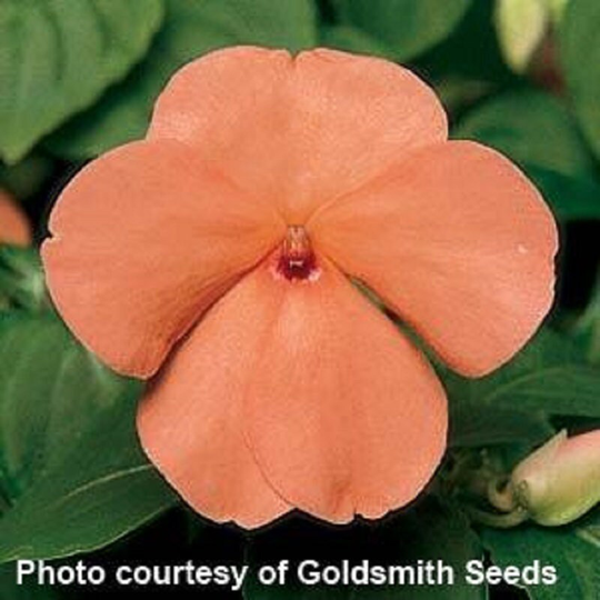 Impatiens Seeds Accent Salmon 100 Thru 1, 000 Bulk Walleriana