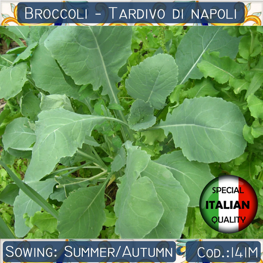 250+ Broccoli Tardivo Di Napoli Seeds, Rabe Italian Vegetable Non Gmo #141M