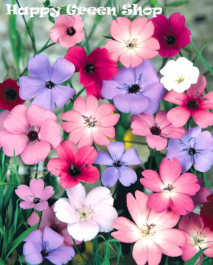 Silene Coeli Rosa Mix - 1000 Seeds Viscaria Oculata Blue Pink & White Shades