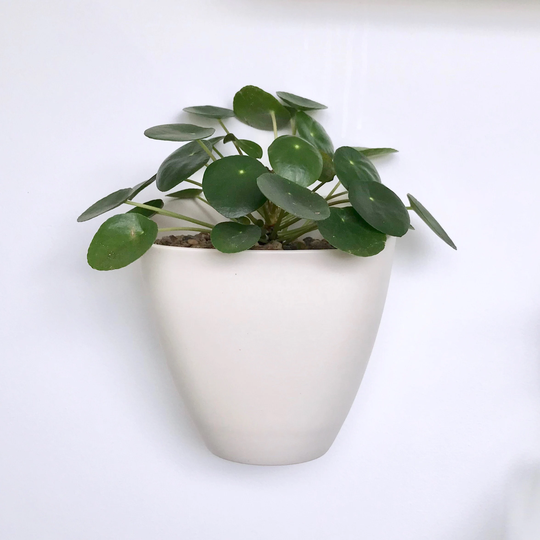 Sierra Porcelain Wall Planter Box, Modern