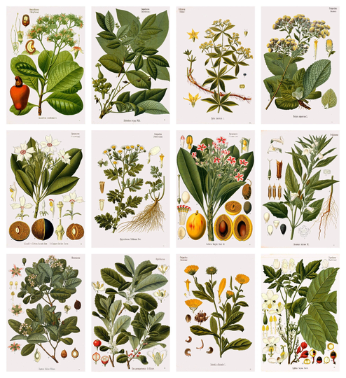 12 X Köhler's Medicinal Plants Postcards #4 - A Set Of Reproduction Art 300Gsm Premium-Quality Matte Photo Card