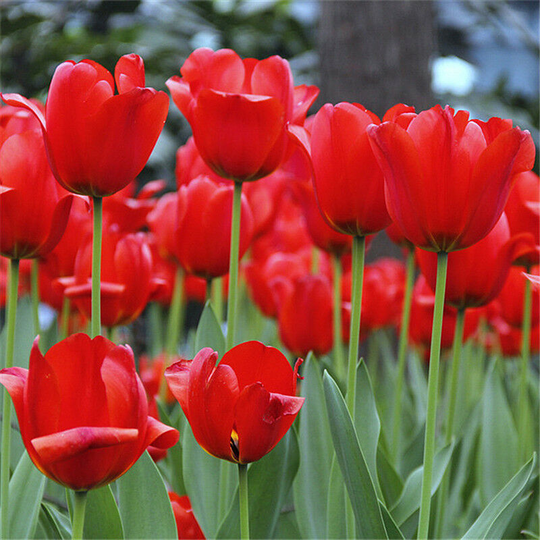 10Pcs Bag Beautiful and Colorful Perfume Tulip Flower Seeds High-Grade Rainbow Flower Bonsai Seeds Home Garden Plant-red