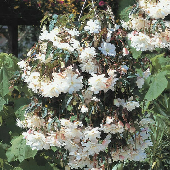 Begonia F1 Illumination White, Approx. 10 Seeds | Pellets