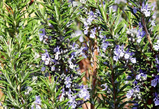 Rosemary Seeds | Rosmarinus Officinalis Organic