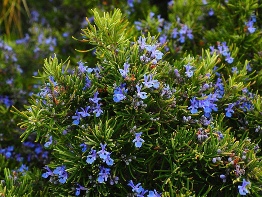 Rosemary "Rosmarinus Officinalis