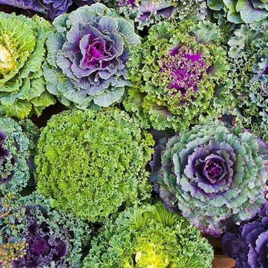 Rare Original Vegetable Seeds Cabbage Decorative "Fringed Mix