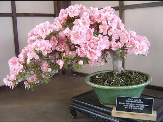 10 New Chinese Rare Bonsai Seeds - Flowering | Code 36