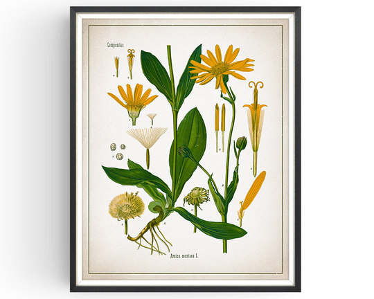 Arnica - Botanical Print Vintage Healing Art Medicinal Plant Botany Decor Kitchen Unframed