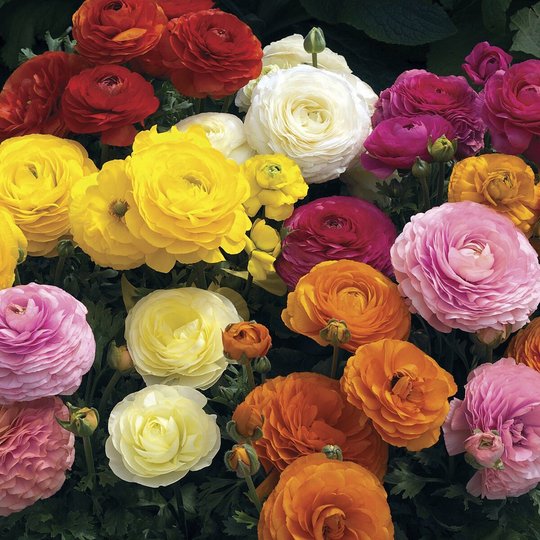 Ranunculus Seeds Mache Mix 50 Thru 250 Pelleted