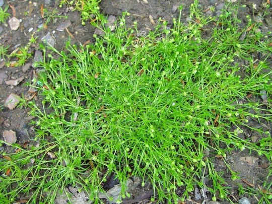 Wild Flower - Pearlwort Sagina Sublata, Approx. X100 Seeds