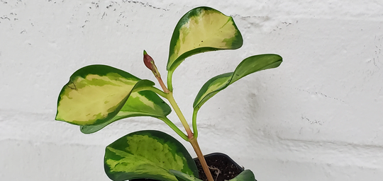 Hoya Australis "Lisa", Lisa, Variegated "Lisa"-Live Plant in 3