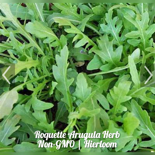 Roquette Arugula Herb 100 Seeds | Diplotaxis Tenuifolia | Non-Gmo Free Shipping
