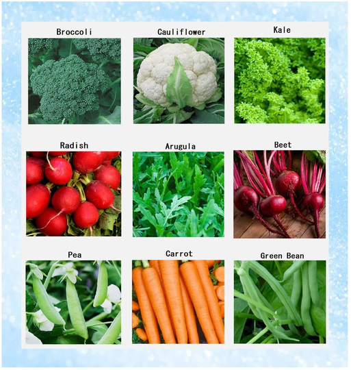 Premium Winter Vegetable Seeds 9 Varieties Usda Non-Gmo Pea, Arugula, Broccoli, Cauliflower, Beet, Carrot, Green Bean, Radish, Kale