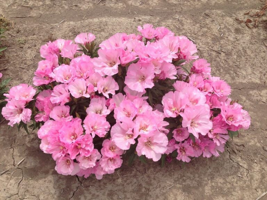 Godetia Seeds - Azalea Pink Catley Grandiflora Annual Flower