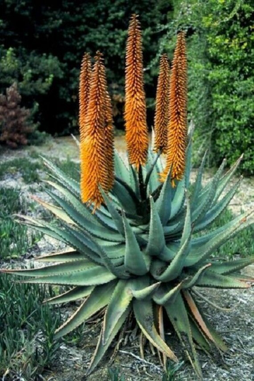 10 X Aloe Cryptopoda Seeds