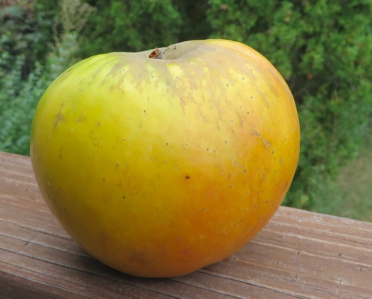 Antonovka Apple Tree | Malus Antonovka, 1 Year Old Seedling 6-10 Inches Tall