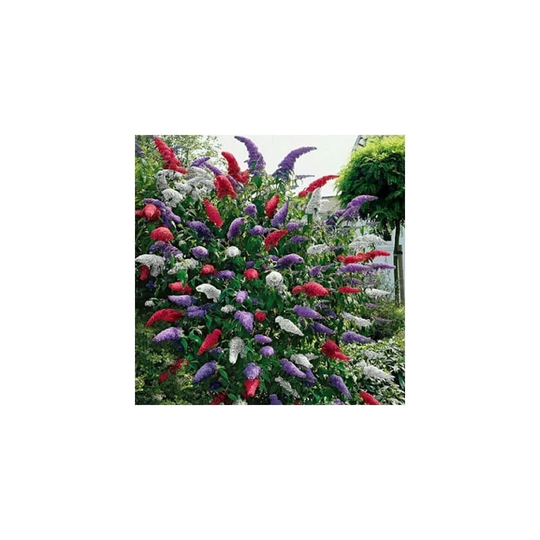 Buddleia Tricolour | 3 X 9cm Pots Butterfly Bush Mixed Colours Healthy Garden Plant