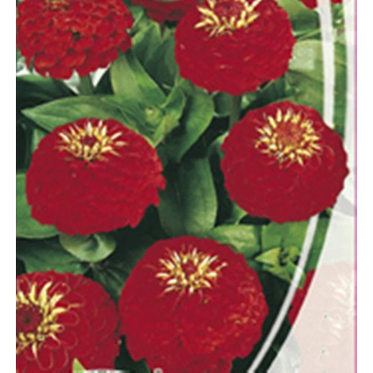 Dwarf Zinnia Red Seeds Annual Flowering Non Gmo For Planting | 201848