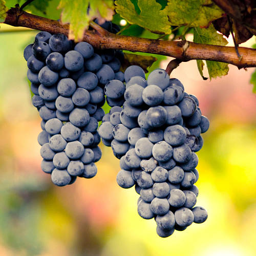 Christmas Grow Your Own Black Grape Vine