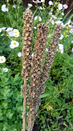 Natural Mullein Stalks, Larger Sizes. Dried Seed Heads. Lg Order Discounts. Hags Candle, Witches Torch, Solstice