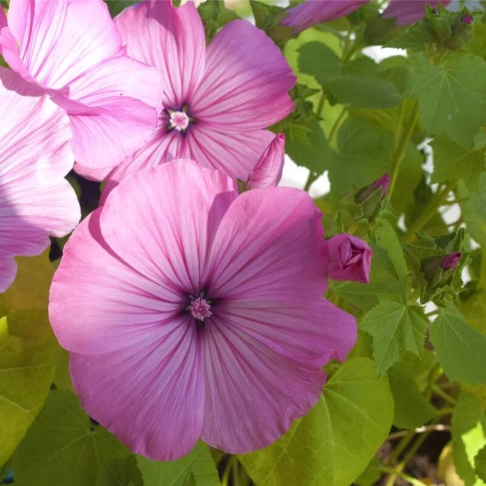 Rose Mallow Lavatera Flower Seeds - Open-Pollinated For Seed Saving Non-Hybrid & Non-Gmo Heirloom Canada