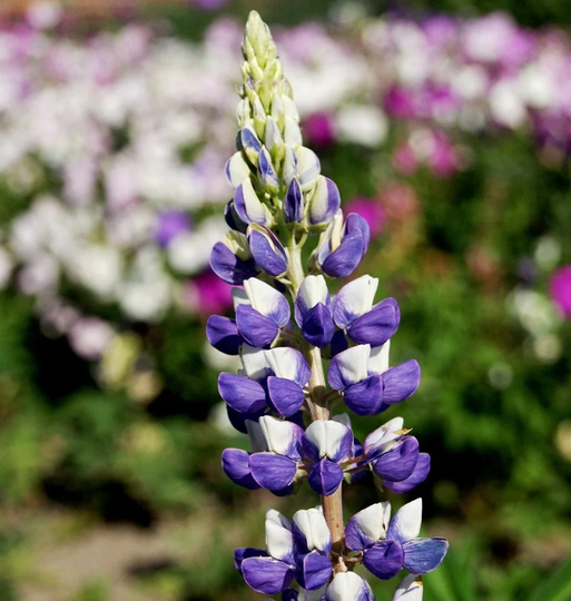 Lupin Russell The Governor X30 Seeds, Hardy Perennial, Fairy Flower Seeds