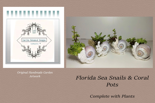 Florida Sea Snail Shell Planter With Plants Included