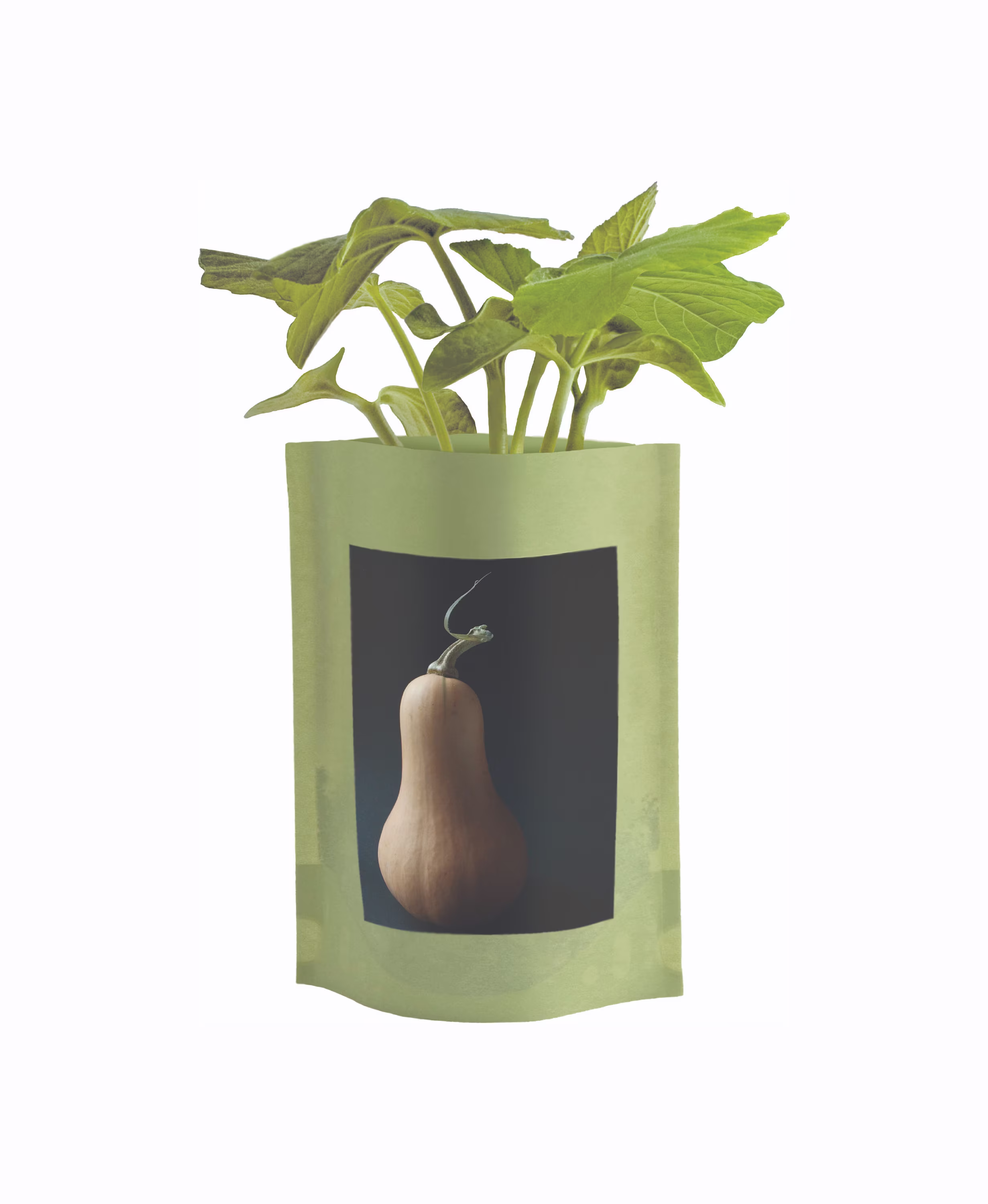 Butternut Squash Seed Start | Complete Easy To Grow Kit - Culinary Raised Bed Garden Fall Favorite Gift