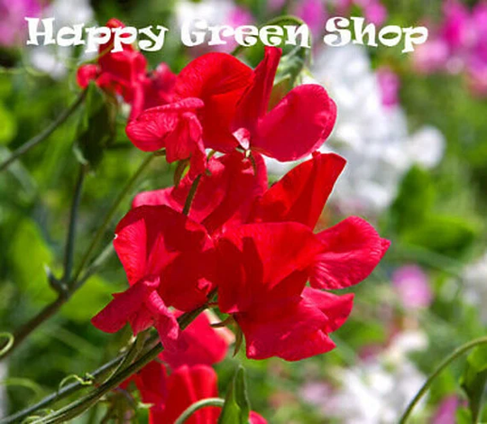 Sweet Pea - Mammoth Scarlet 35 Seeds Lathyrus Odoratus Large Red Flower