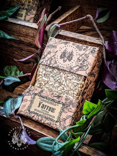 Yarrow Flowers - Organic | Dried Magical Herbs For Traditional Witchcraft & Folk Magic Protective, Money, Ancestor, Necromancy, Divination